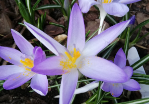 kwiaty, znaleziona oznaka wiosny podczas spaceru